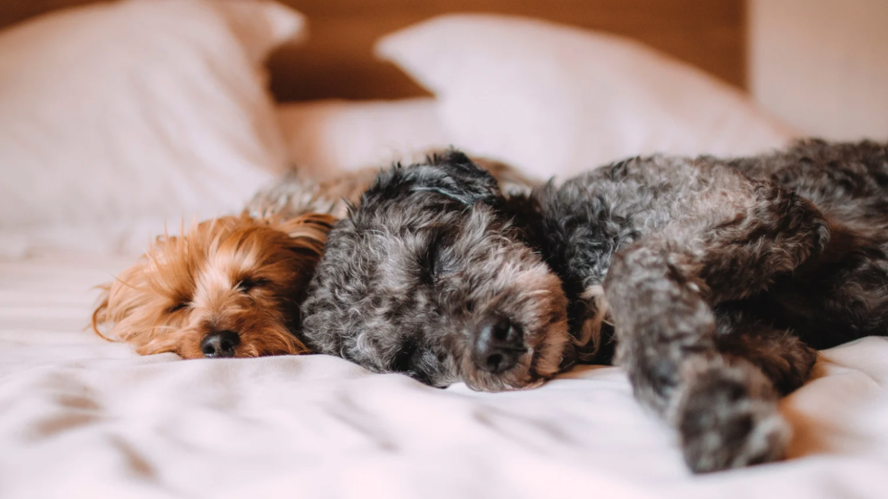 Screenshot 2025-07-10 at 11.49.20